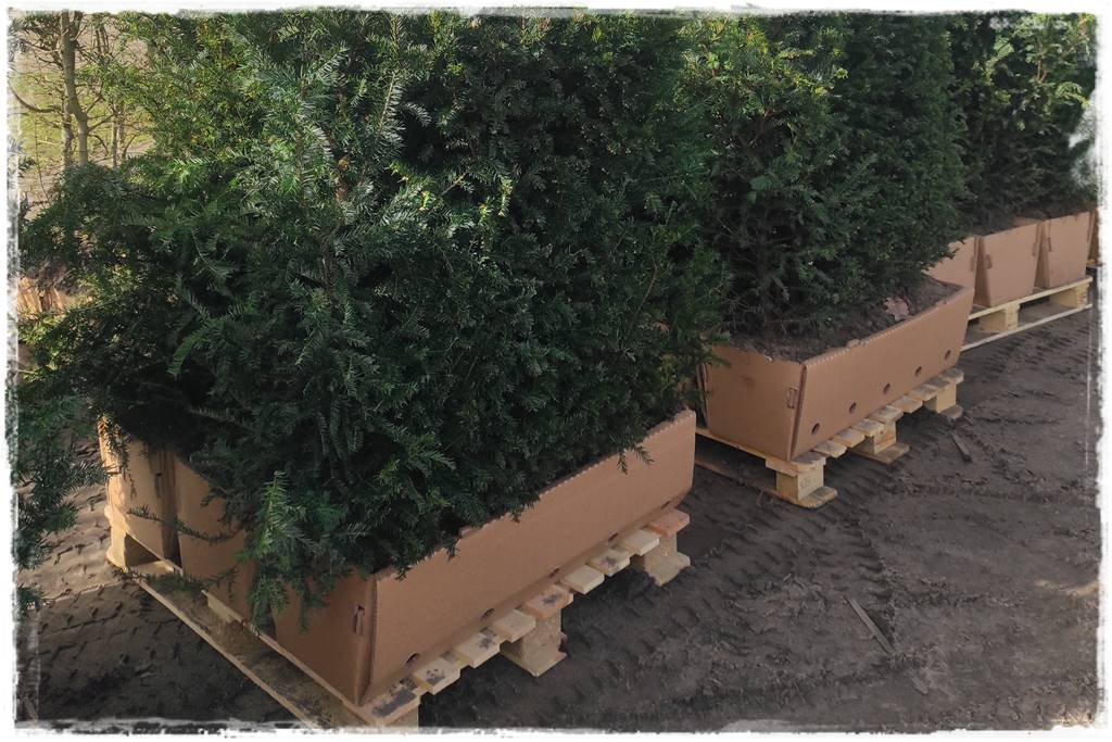 Kiedy sadzić żywopłot 27 Kiedy sadzić żywopłot 27