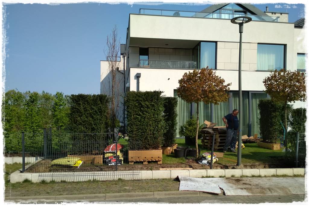 Kiedy sadzić żywopłot 28 Kiedy sadzić żywopłot 28