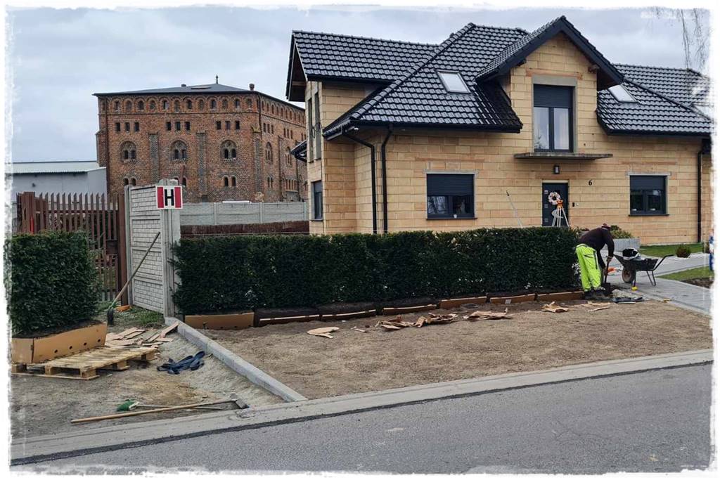 Kiedy sadzić żywopłot 35 Kiedy sadzić żywopłot 35