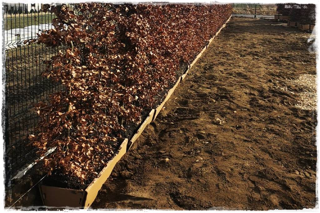 Kiedy sadzić żywopłot 36 Kiedy sadzić żywopłot 36