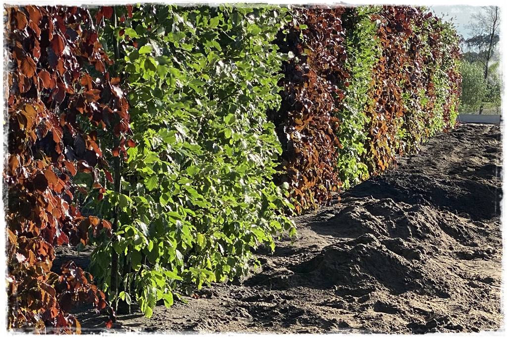 Kiedy sadzić żywopłot 37 Kiedy sadzić żywopłot 37