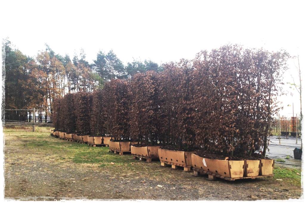 Kiedy sadzić żywopłot 42 Kiedy sadzić żywopłot 42