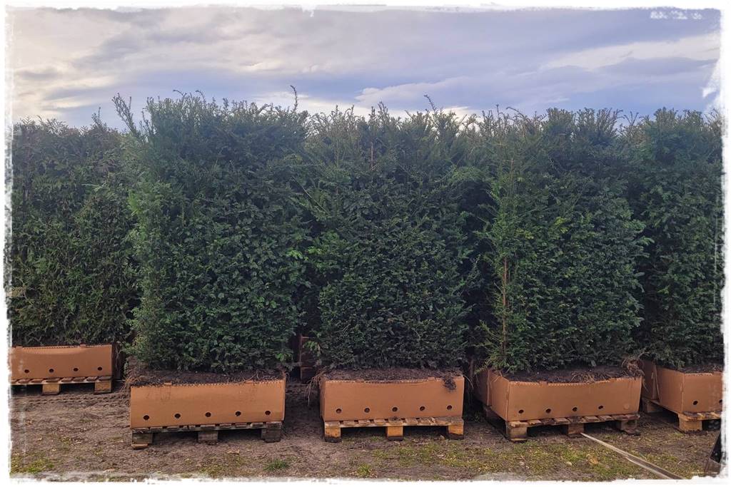 Kiedy sadzić żywopłot 43 Kiedy sadzić żywopłot 43