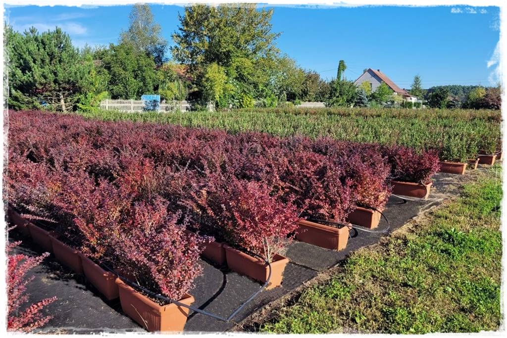 Kiedy sadzić żywopłot 47 Kiedy sadzić żywopłot 47