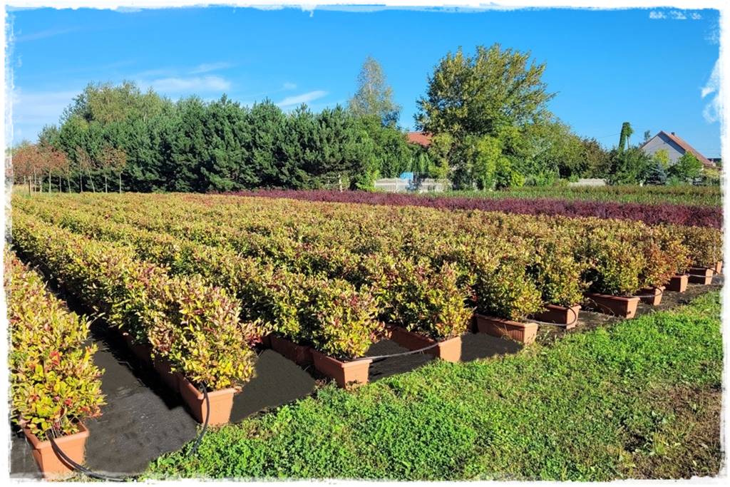 Kiedy sadzić żywopłot 48 Kiedy sadzić żywopłot 48