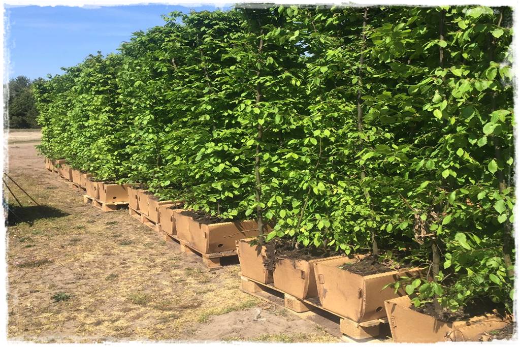 Kiedy sadzić żywopłot 49 Kiedy sadzić żywopłot 49