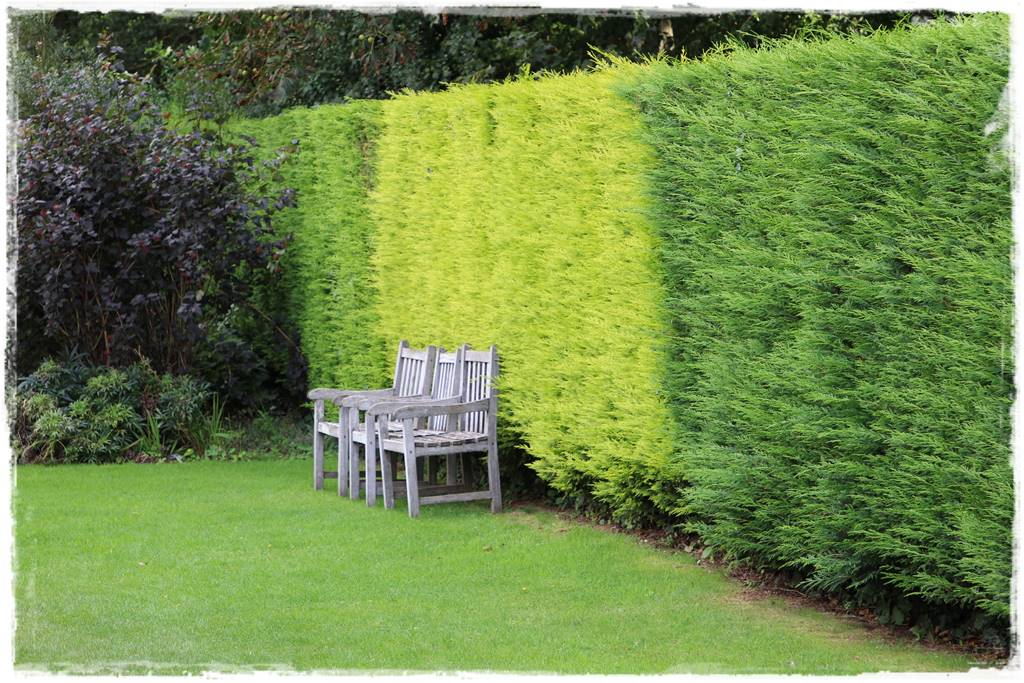 Kiedy sadzić żywopłot 5 Kiedy sadzić żywopłot 5