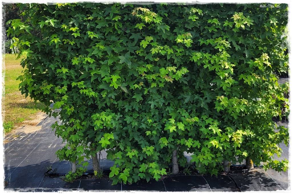 Kiedy sadzić żywopłot 50 Kiedy sadzić żywopłot 50