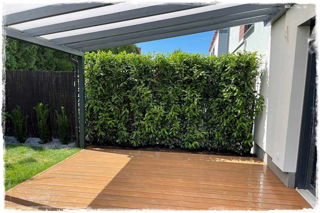 Kiedy sadzić żywopłot 55 Kiedy sadzić żywopłot 55