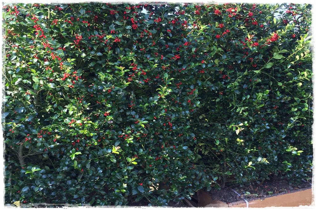 Kiedy sadzić żywopłot 56 Kiedy sadzić żywopłot 56