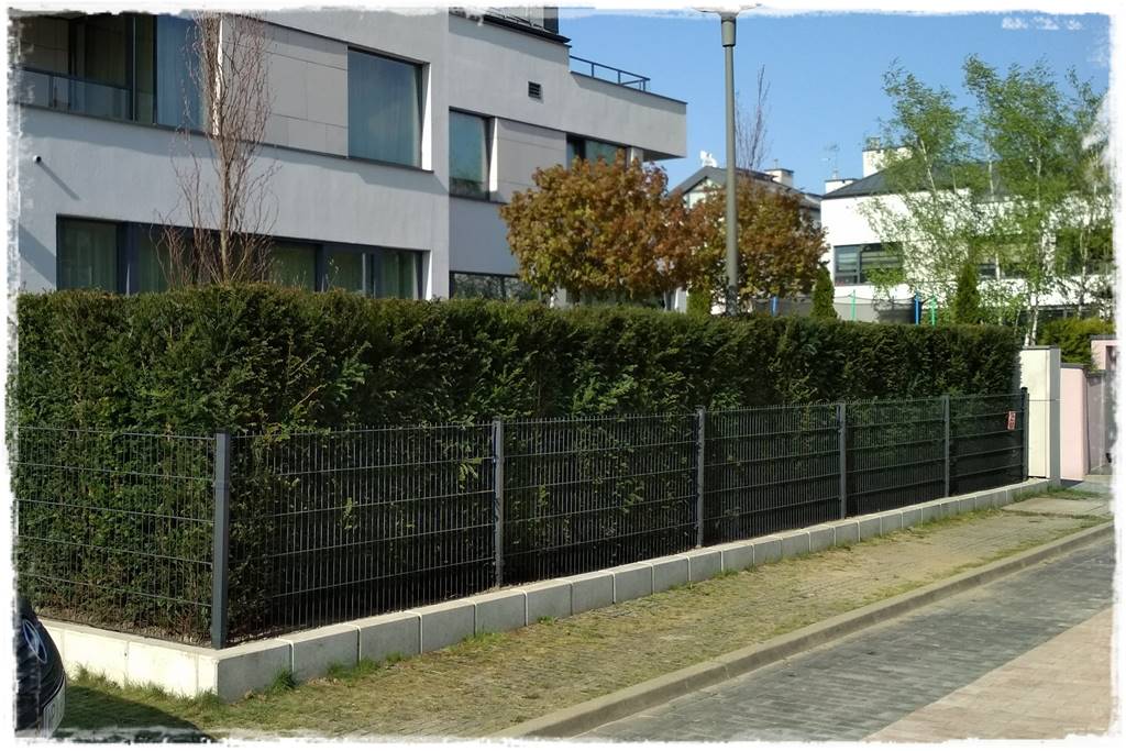 Kiedy sadzić żywopłot 59 Kiedy sadzić żywopłot 59