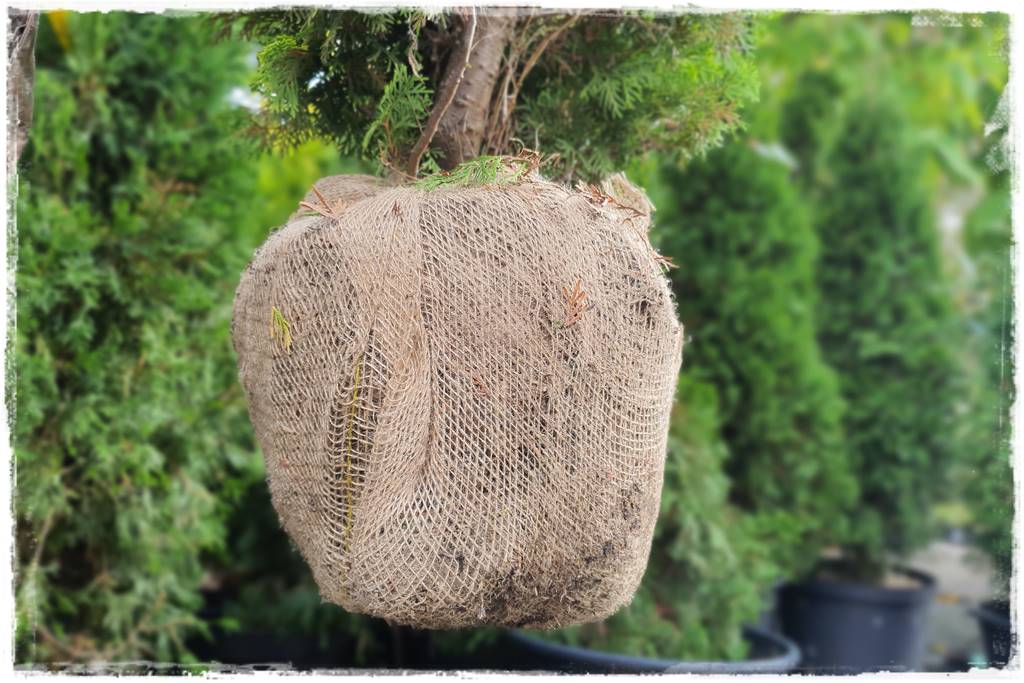 Kiedy sadzić żywopłot 6 Kiedy sadzić żywopłot 6