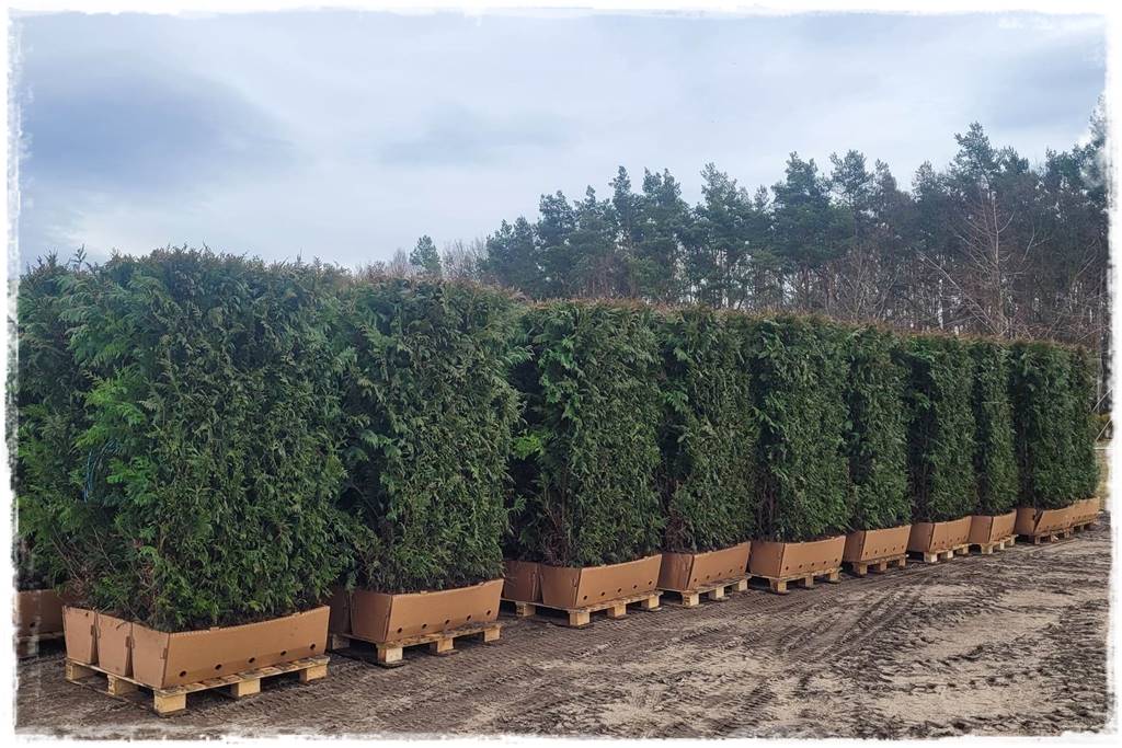 Kiedy sadzić żywopłot 60 Kiedy sadzić żywopłot 60