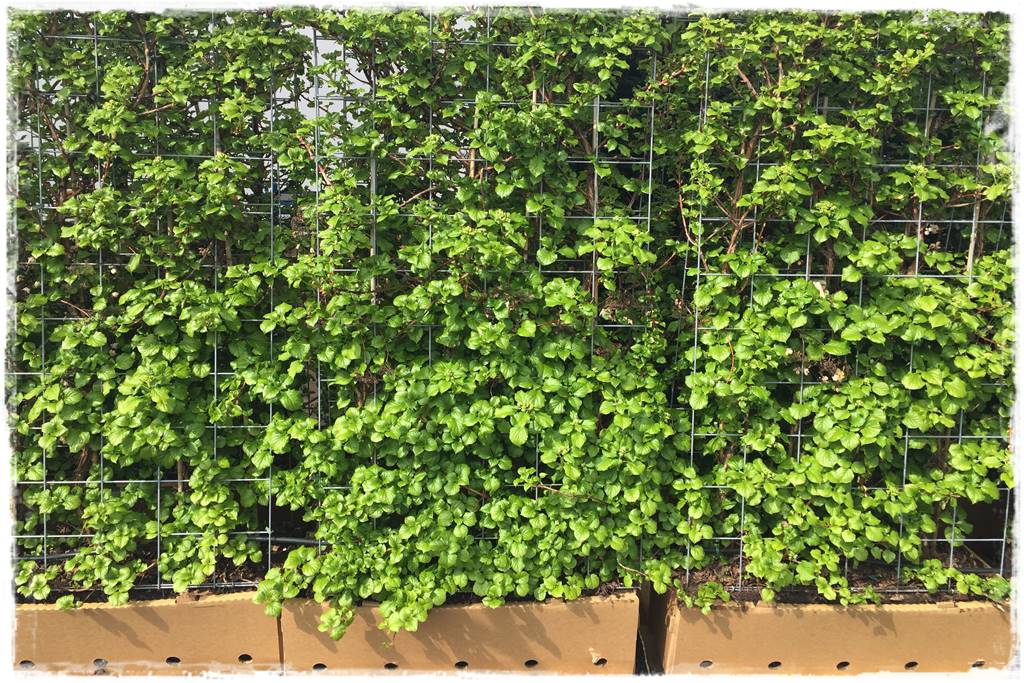 Kiedy sadzić żywopłot 62 Kiedy sadzić żywopłot 62