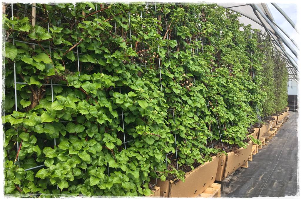 Kiedy sadzić żywopłot 63 Kiedy sadzić żywopłot 63