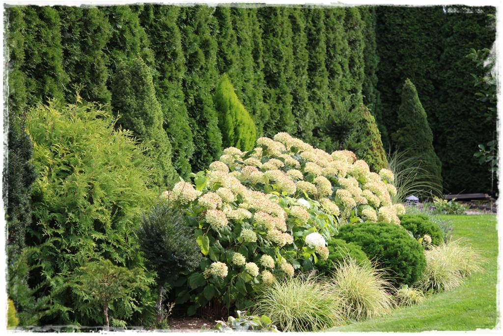 Kiedy sadzić żywopłot 65 Kiedy sadzić żywopłot 65