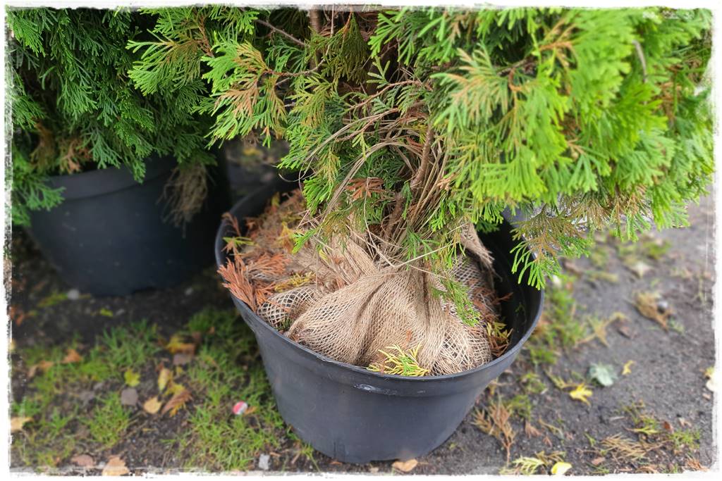 Kiedy sadzić żywopłot 6a Kiedy sadzić żywopłot 6a