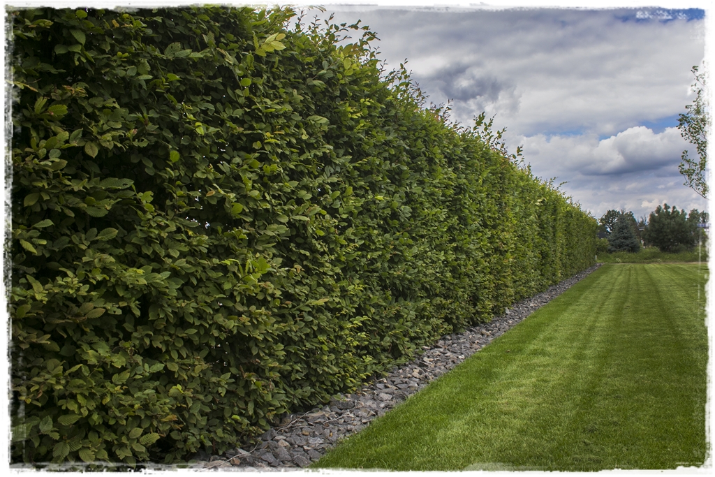 Kiedy sadzić żywopłot 7 Kiedy sadzić żywopłot 7