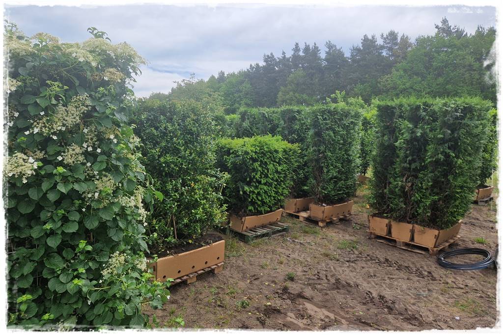 Kiedy sadzić żywopłot 72 Kiedy sadzić żywopłot 72