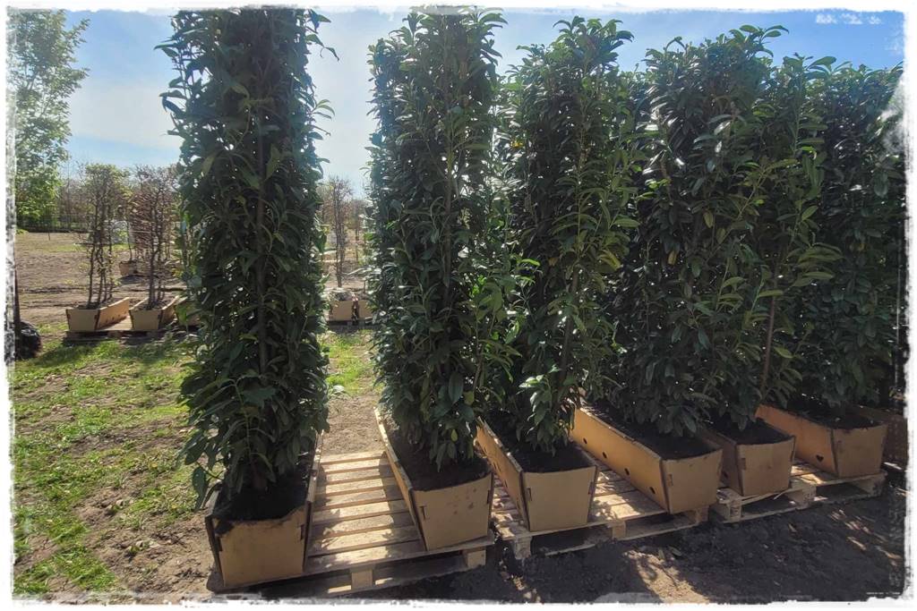 Kiedy sadzić żywopłot 73 Kiedy sadzić żywopłot 73