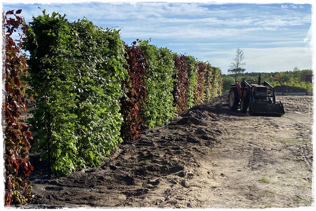 Kiedy sadzić żywopłot 74 Kiedy sadzić żywopłot 74