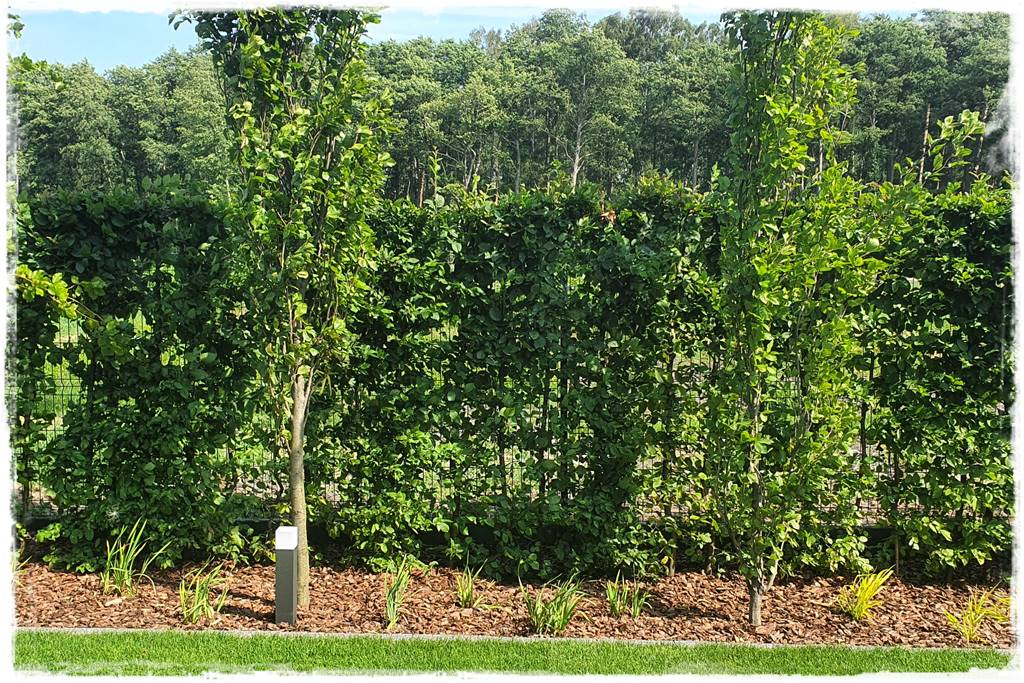 Kiedy sadzić żywopłot 8 Kiedy sadzić żywopłot 8