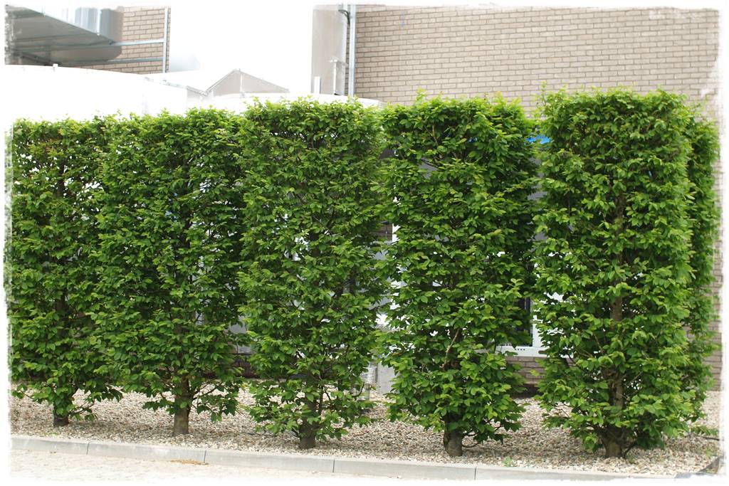 OLYMPUS DIGITAL CAMERA OLYMPUS DIGITAL CAMERA