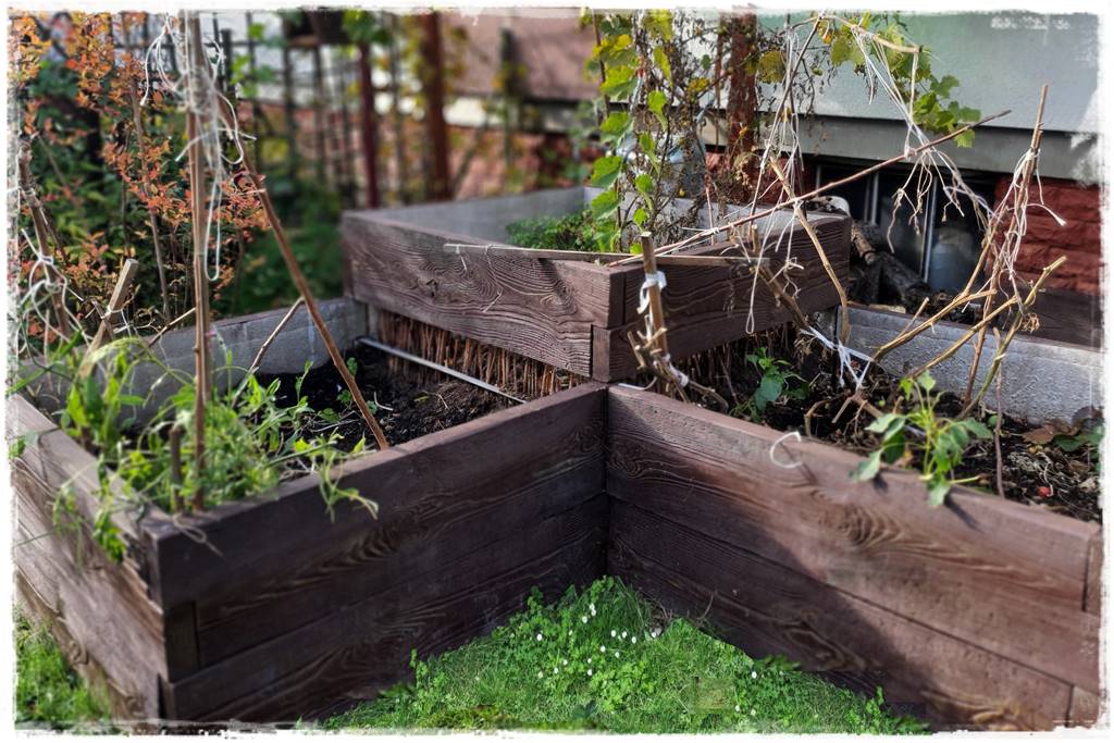 Zimowe warzywa 17 Zimowe warzywa 17