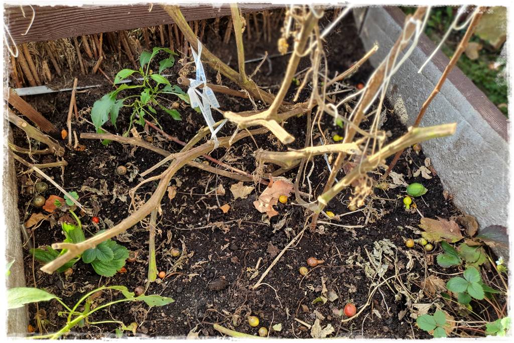 Zimowe warzywa 18 Zimowe warzywa 18