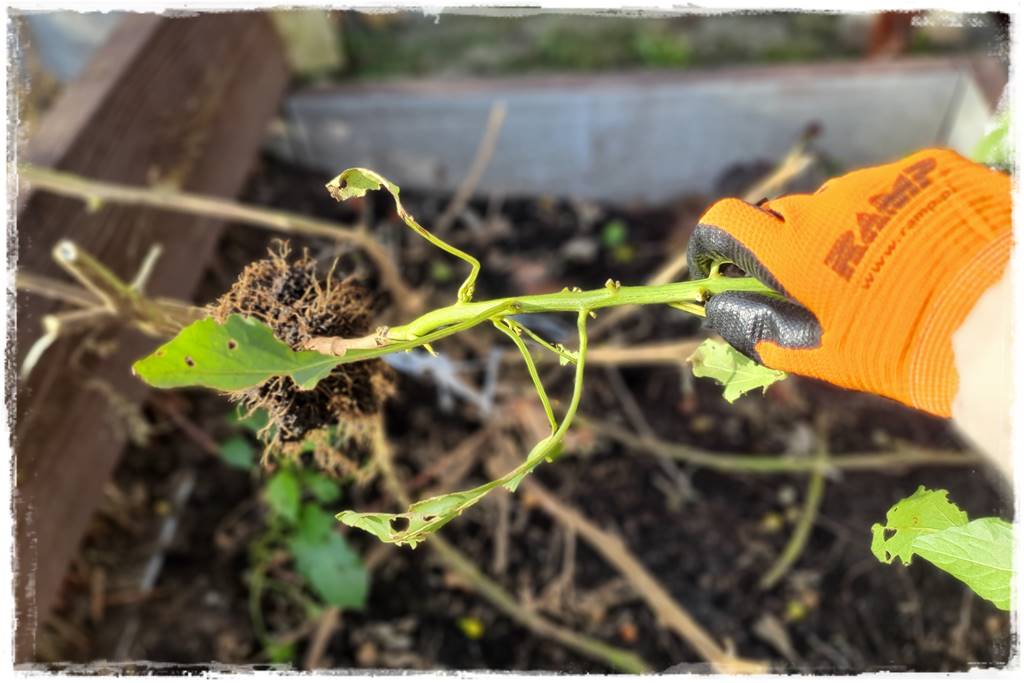 Zimowe warzywa 19 Zimowe warzywa 19