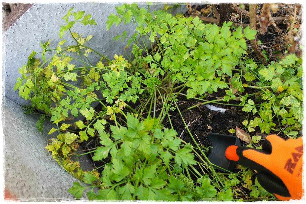 Zimowe warzywa 27 Zimowe warzywa 27