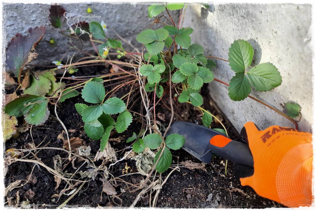 Zimowe warzywa 28 Zimowe warzywa 28