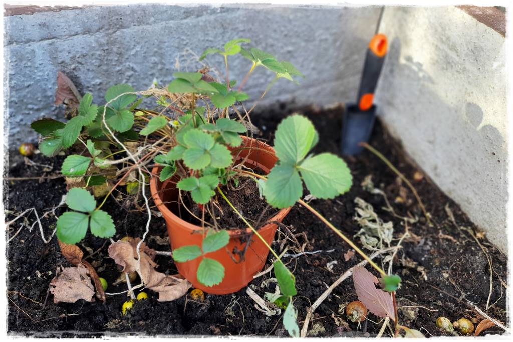 Zimowe warzywa 29 Zimowe warzywa 29