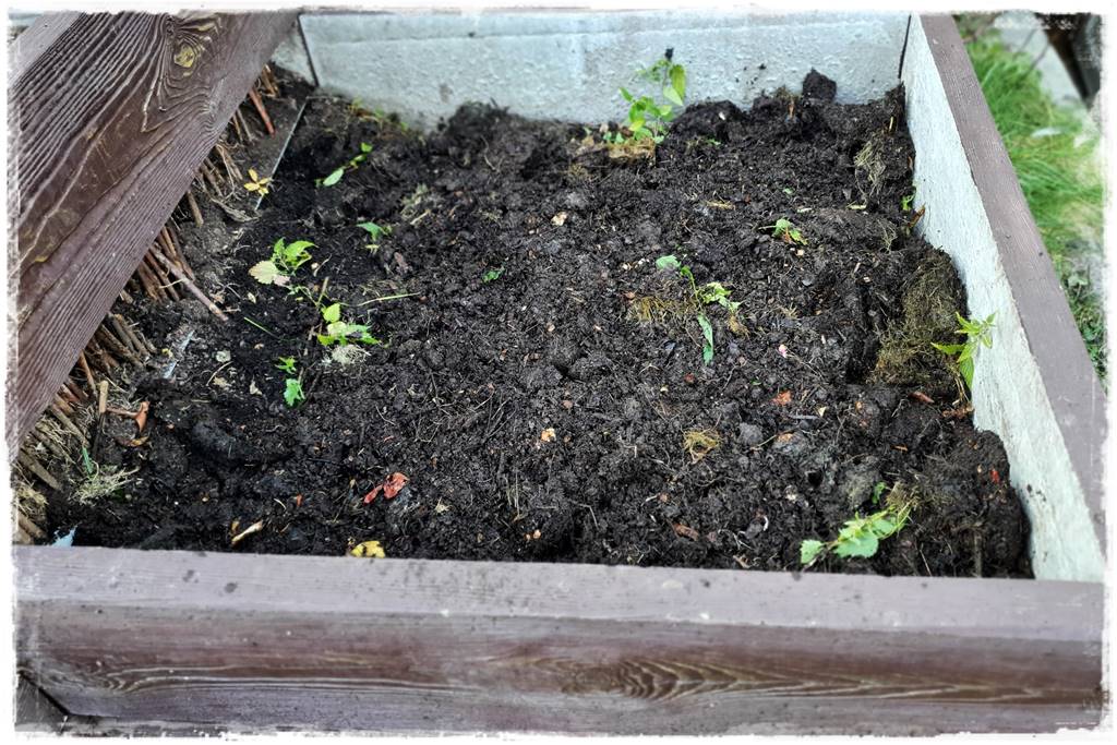 Zimowe warzywa 35 Zimowe warzywa 35