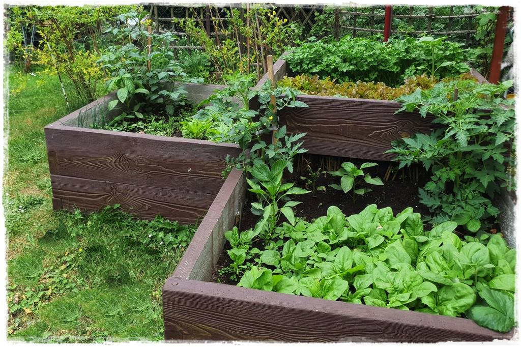 Zimowe warzywa 4 Zimowe warzywa 4