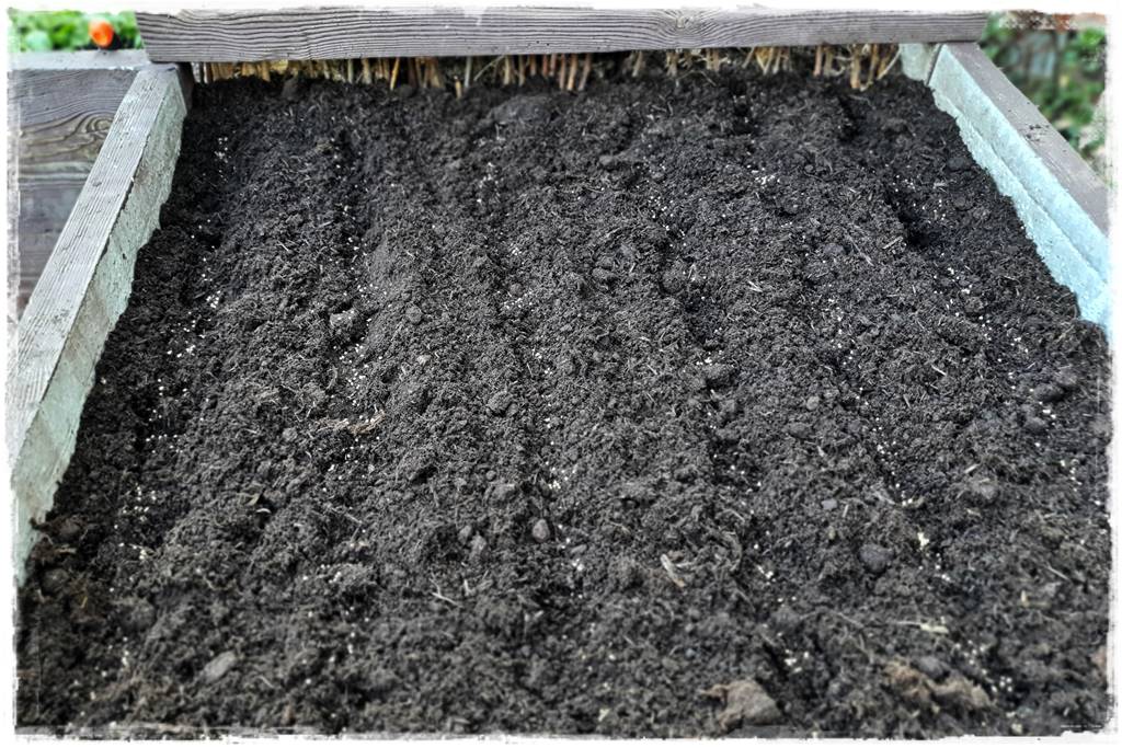 Zimowe warzywa 44 Zimowe warzywa 44