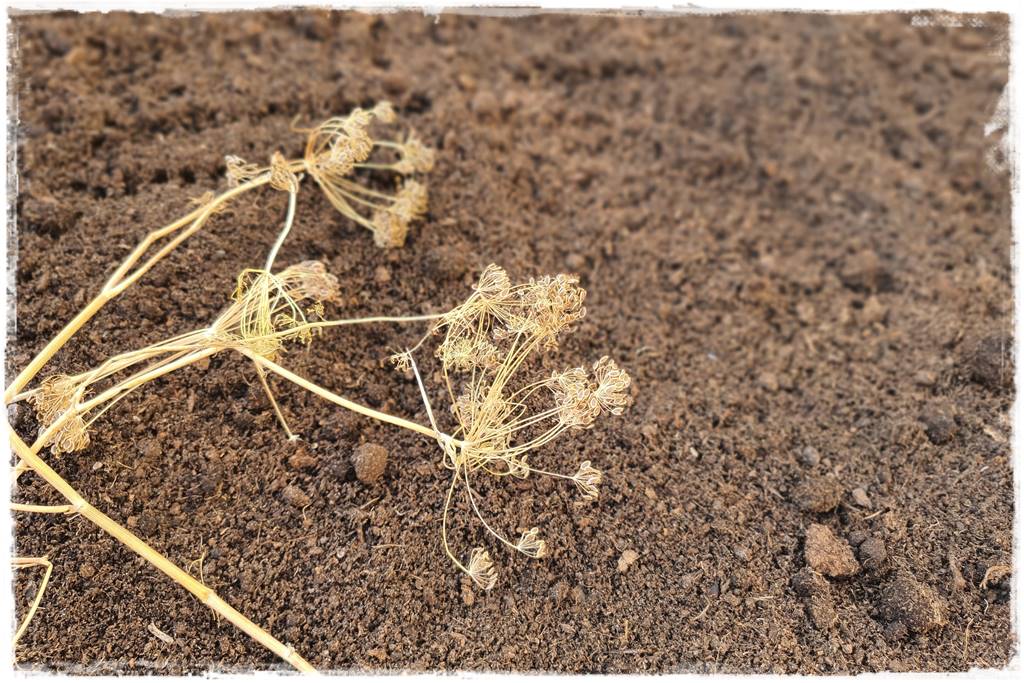 Zimowe warzywa 45 Zimowe warzywa 45