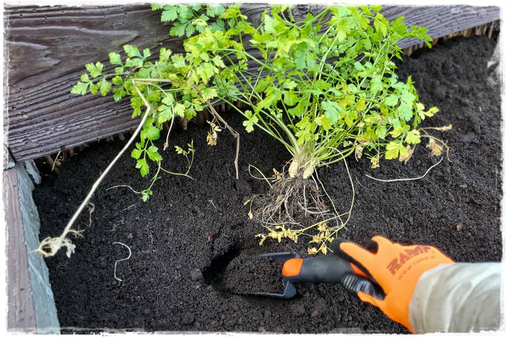 Zimowe warzywa 47 Zimowe warzywa 47