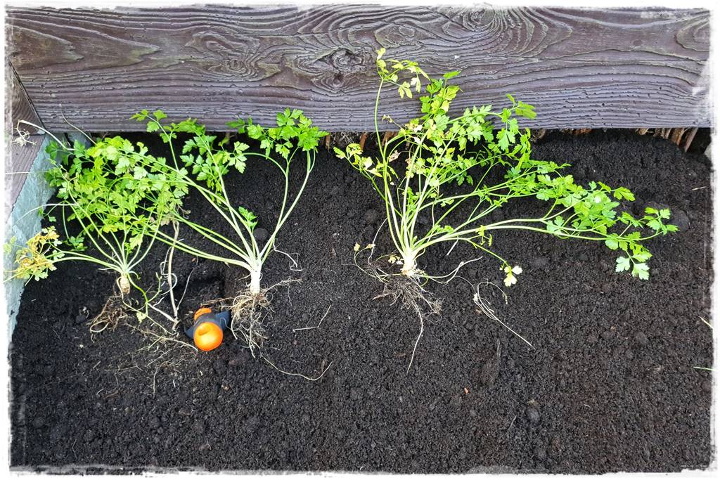 Zimowe warzywa 48 Zimowe warzywa 48