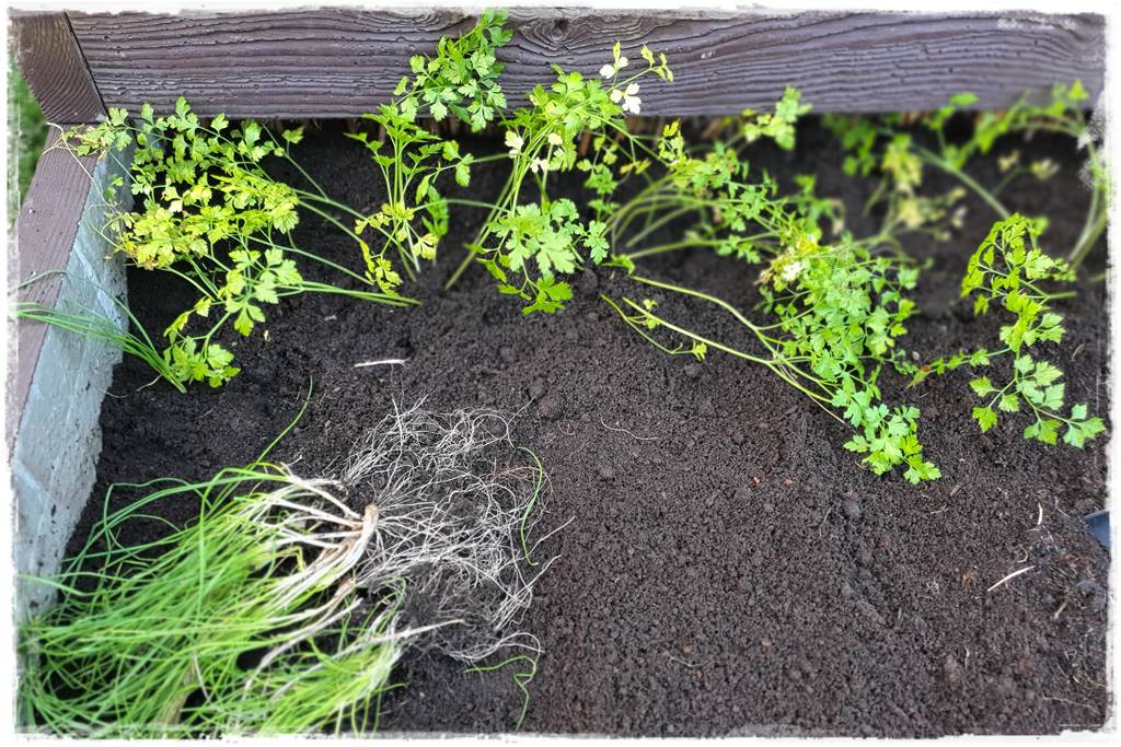 Zimowe warzywa 49 Zimowe warzywa 49