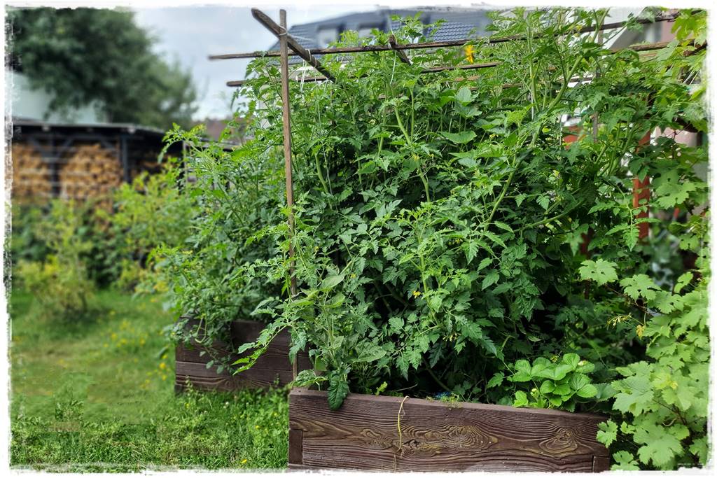 Zimowe warzywa 5 Zimowe warzywa 5