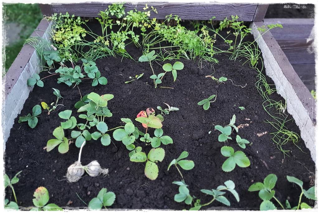 Zimowe warzywa 50 Zimowe warzywa 50