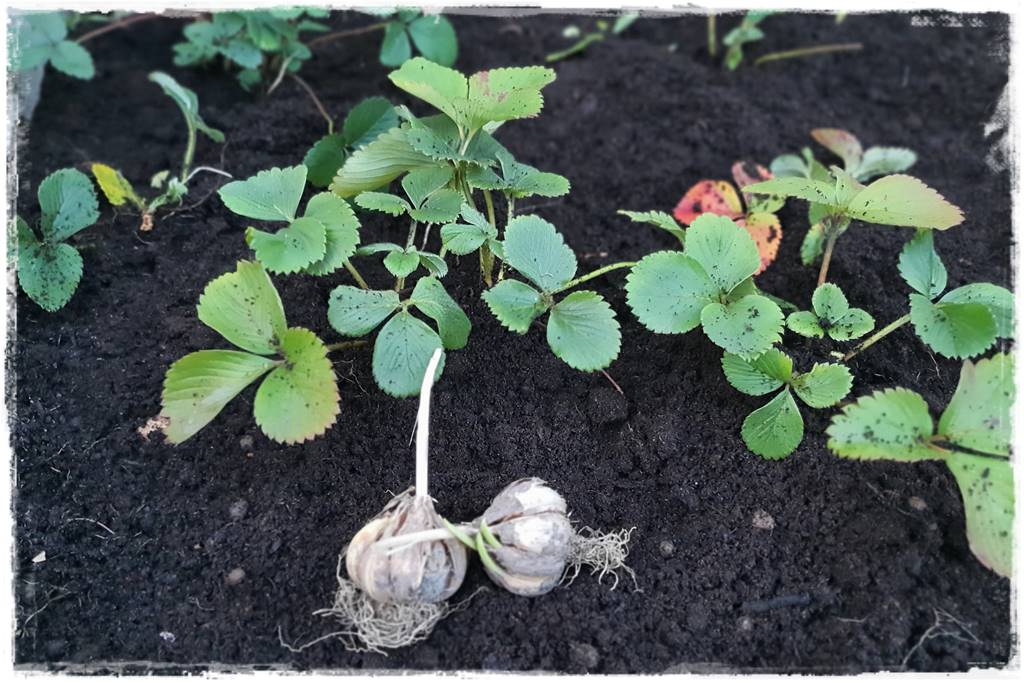 Zimowe warzywa 51 Zimowe warzywa 51