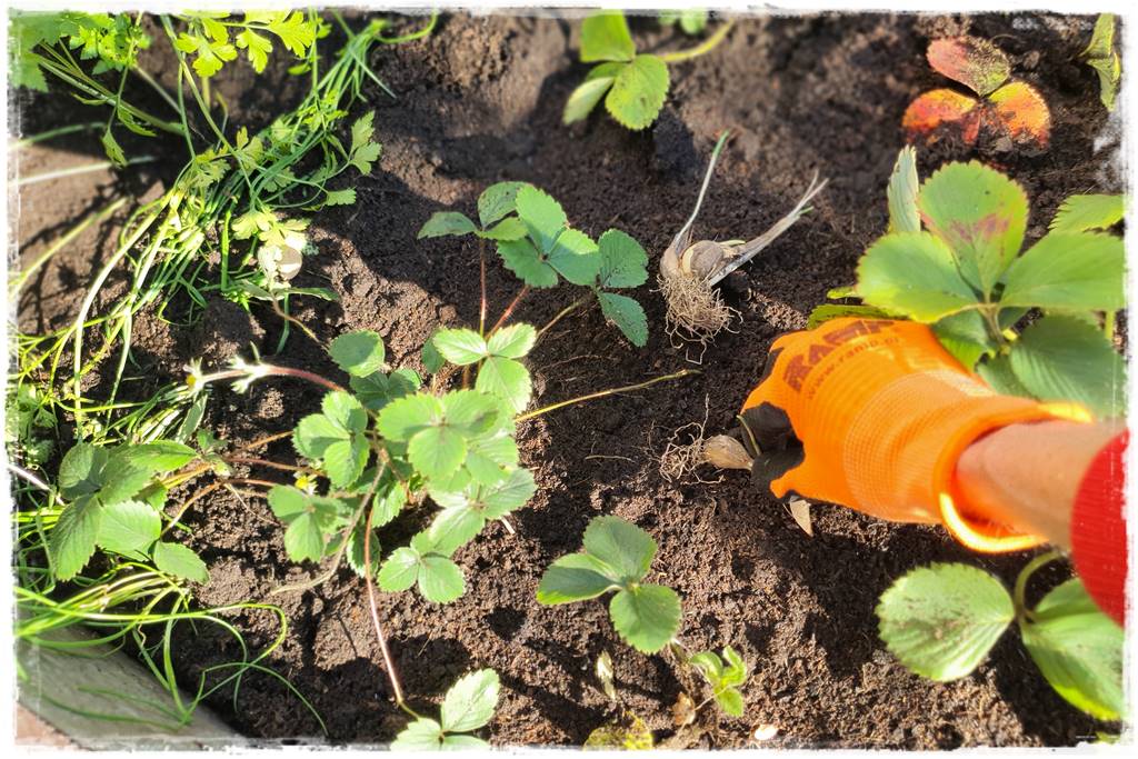 Zimowe warzywa 52 Zimowe warzywa 52