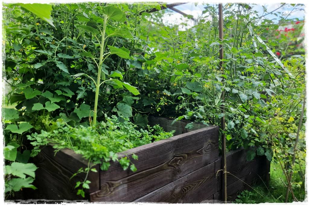 Zimowe warzywa 6 Zimowe warzywa 6