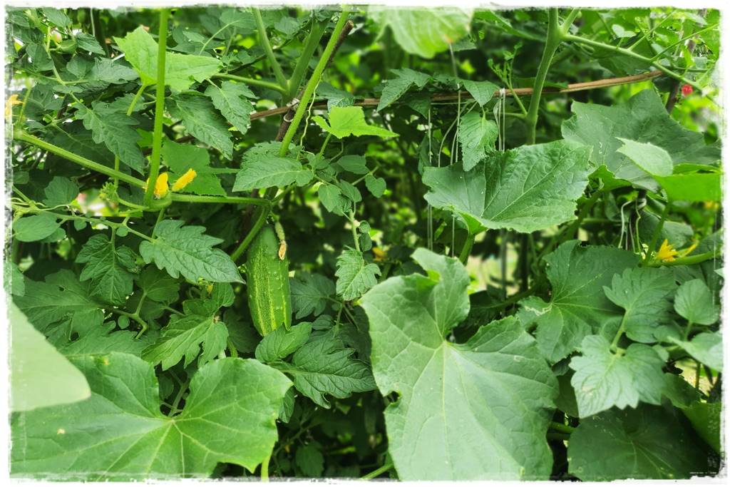 Zimowe warzywa 7 Zimowe warzywa 7