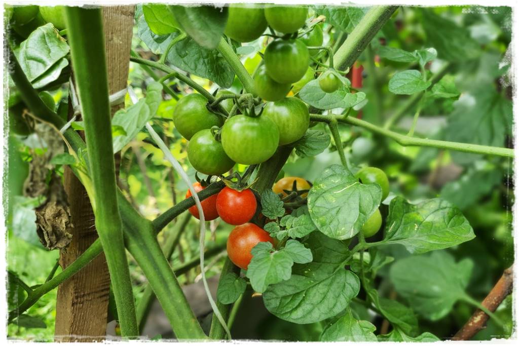 Zimowe warzywa 8 Zimowe warzywa 8