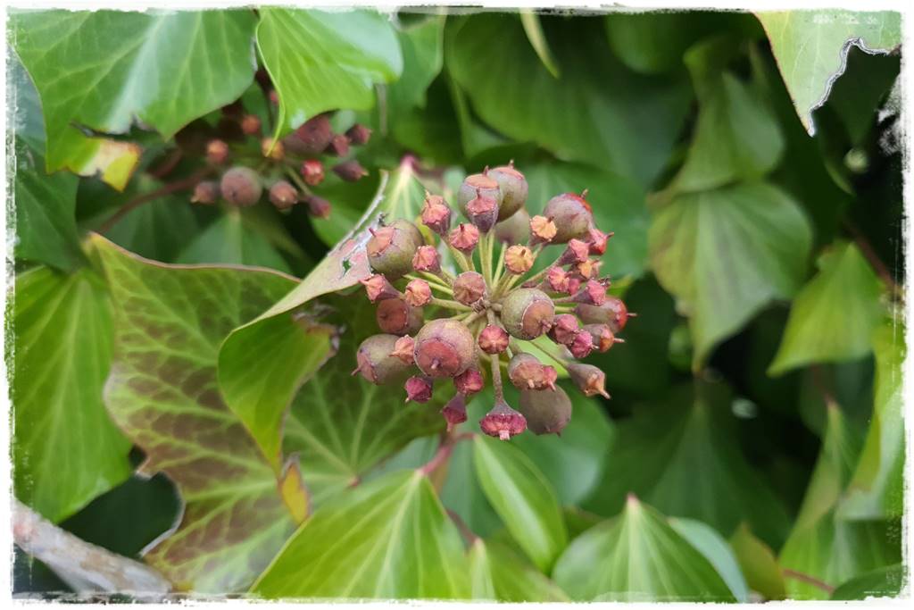 ekrany z bluszczu 11 ekrany z bluszczu 11