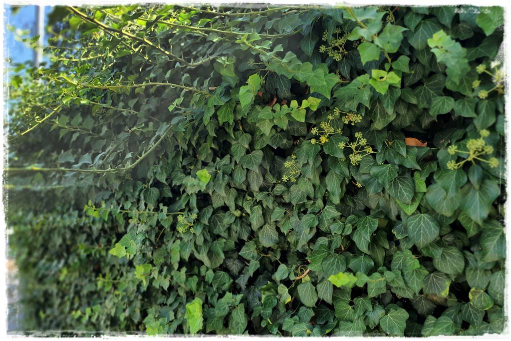 ekrany z bluszczu 12 ekrany z bluszczu 12