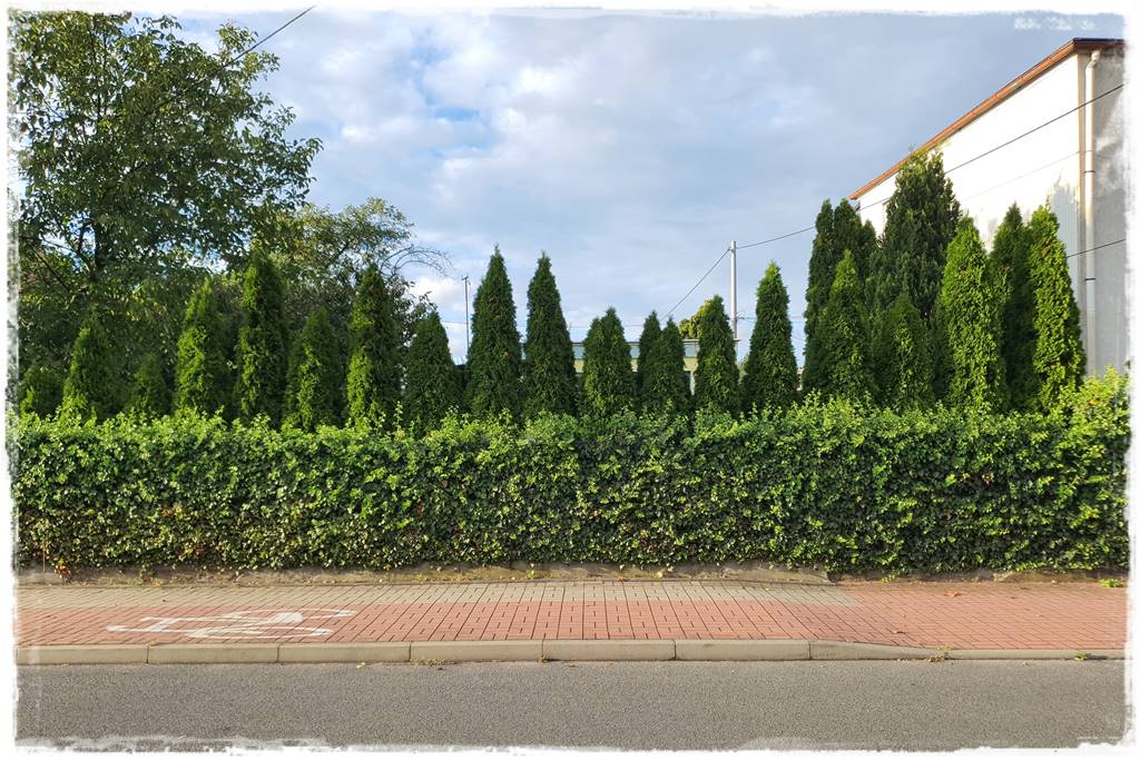 ekrany z bluszczu 13 ekrany z bluszczu 13